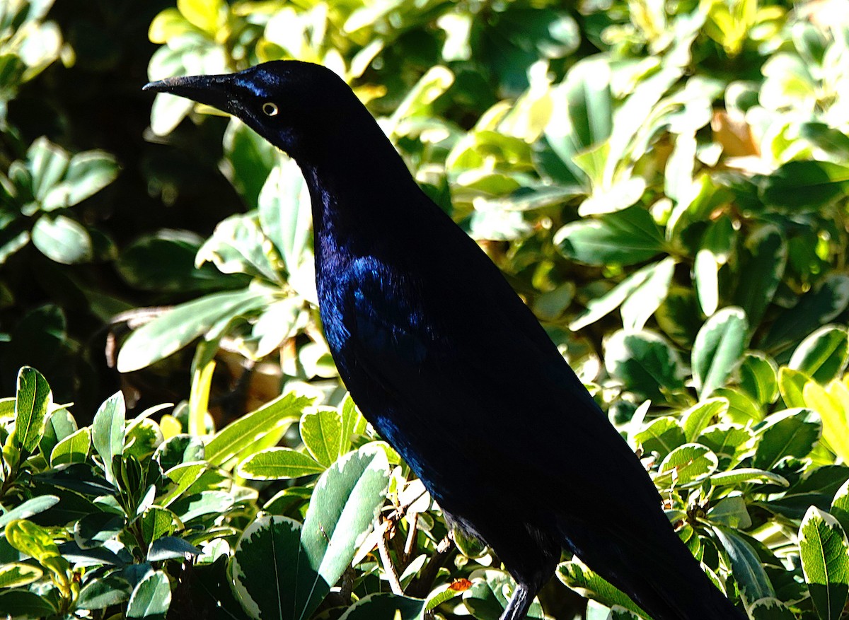 Great-tailed Grackle - ML646028496