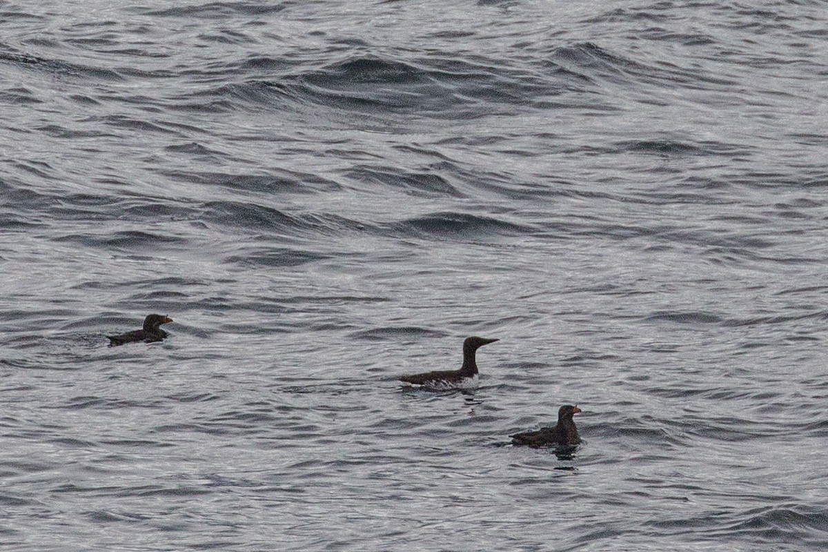 Common Murre - ML646028500