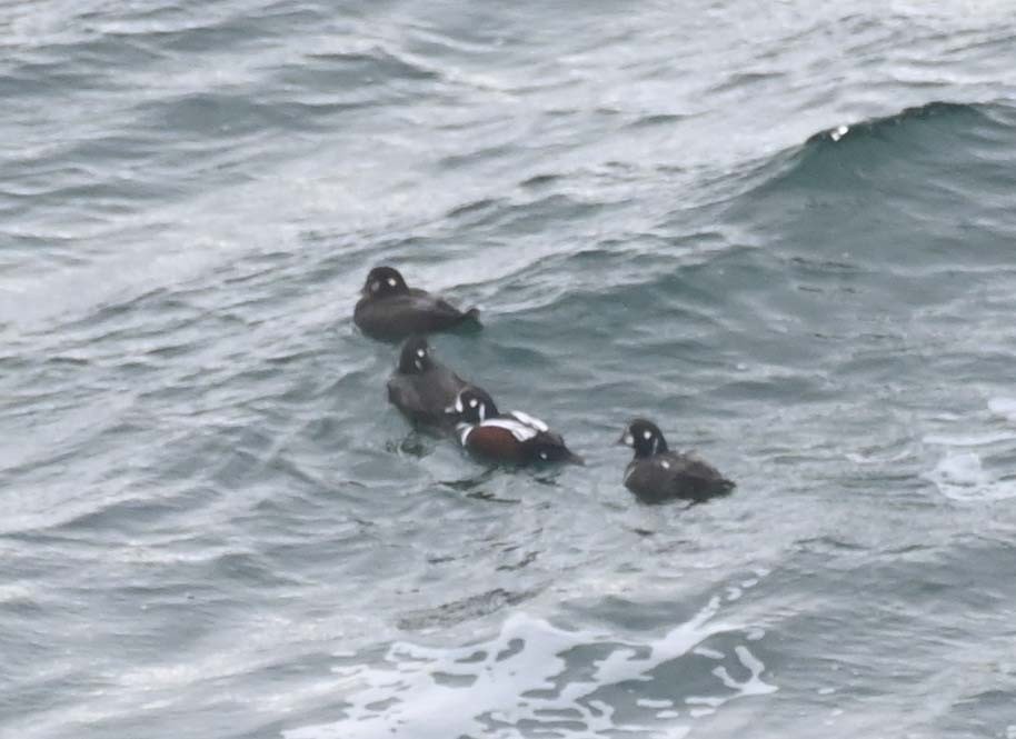 Harlequin Duck - ML646028502