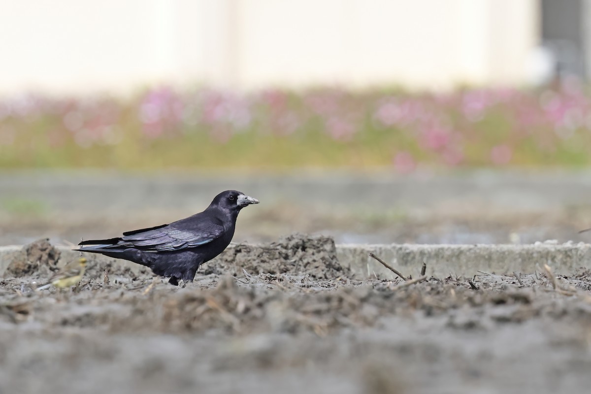 Ekin Kargası - ML646028503