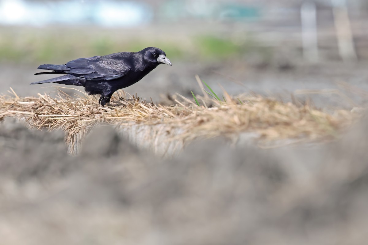 Ekin Kargası - ML646028504