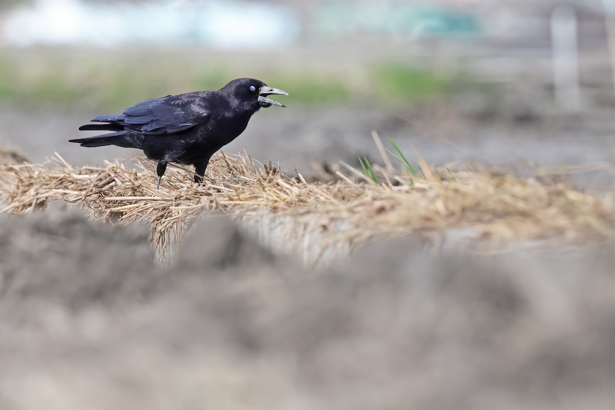 Ekin Kargası - ML646028505