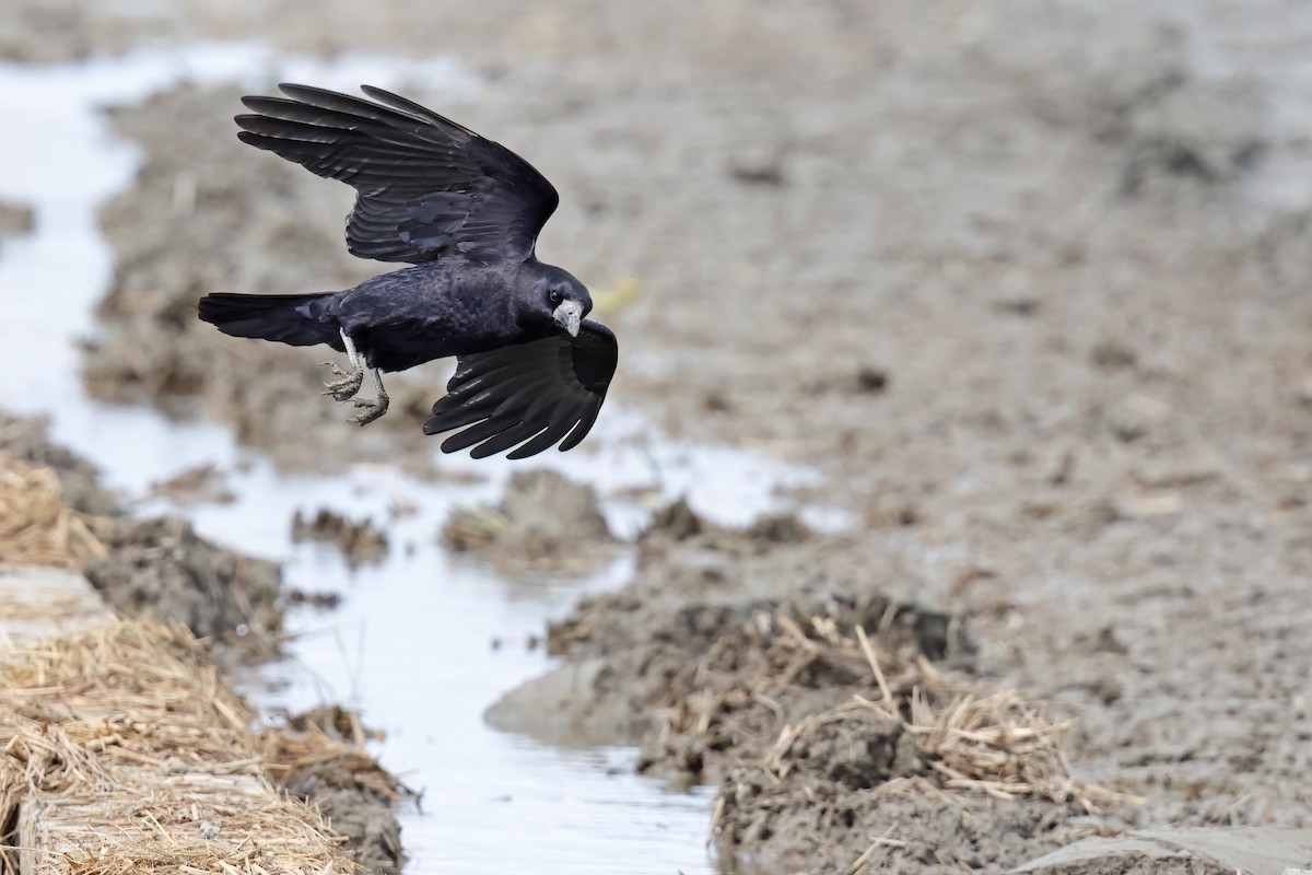 ミヤマガラス - ML646028507