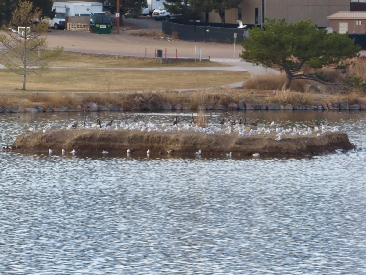 クロワカモメ - ML646028509