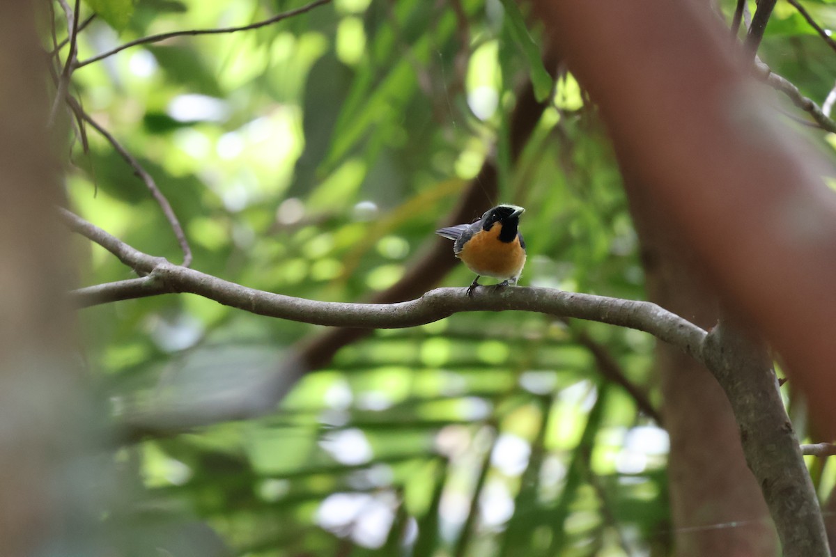 オーストラリアメンガタカササギビタキ - ML646028510