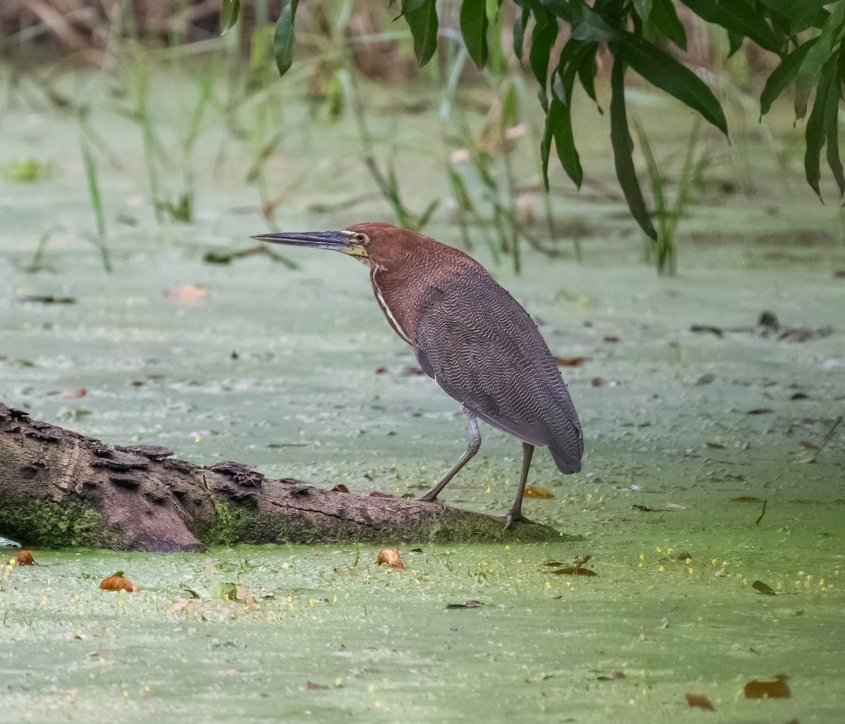 トラフサギ - ML646028512