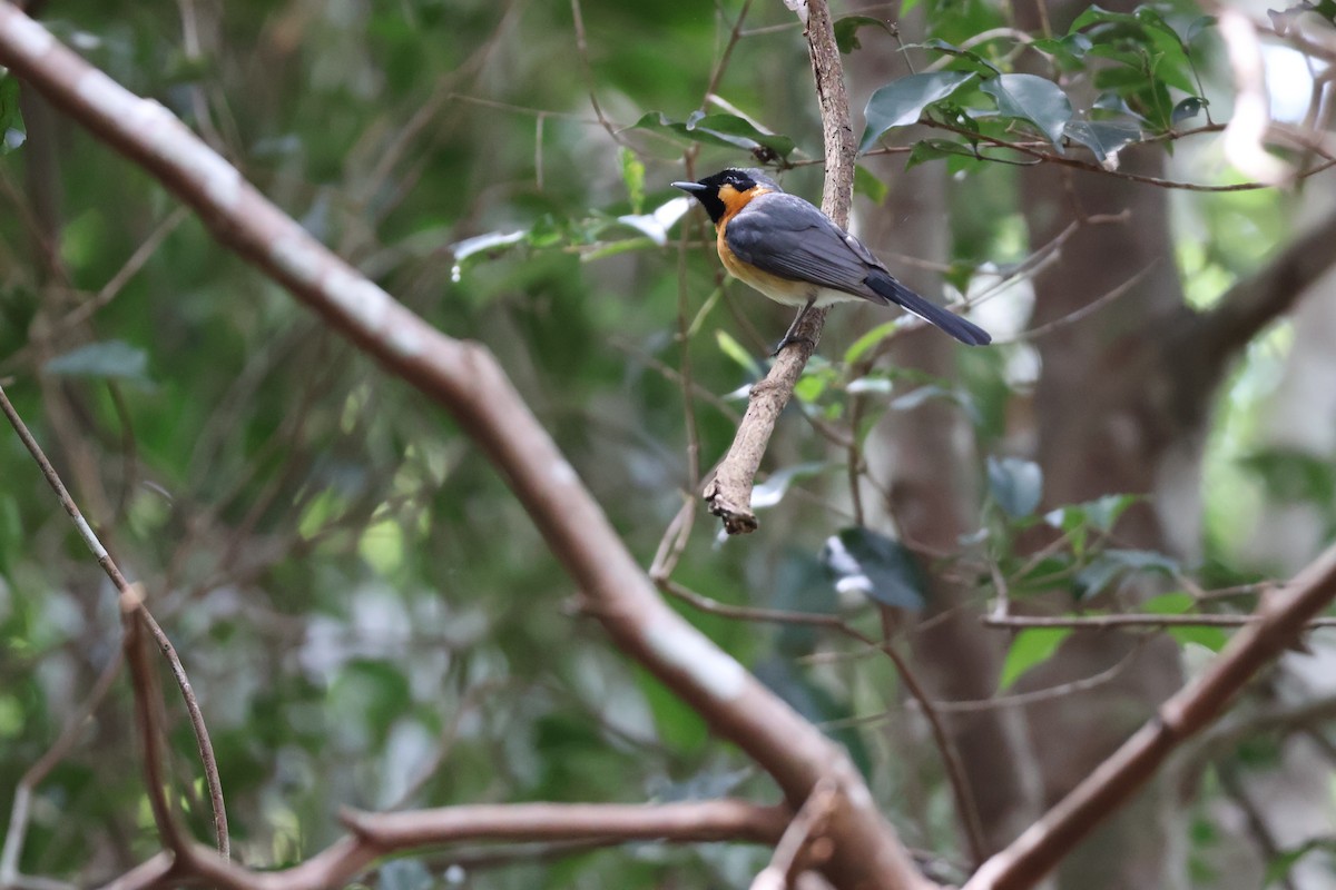 オーストラリアメンガタカササギビタキ - ML646028513