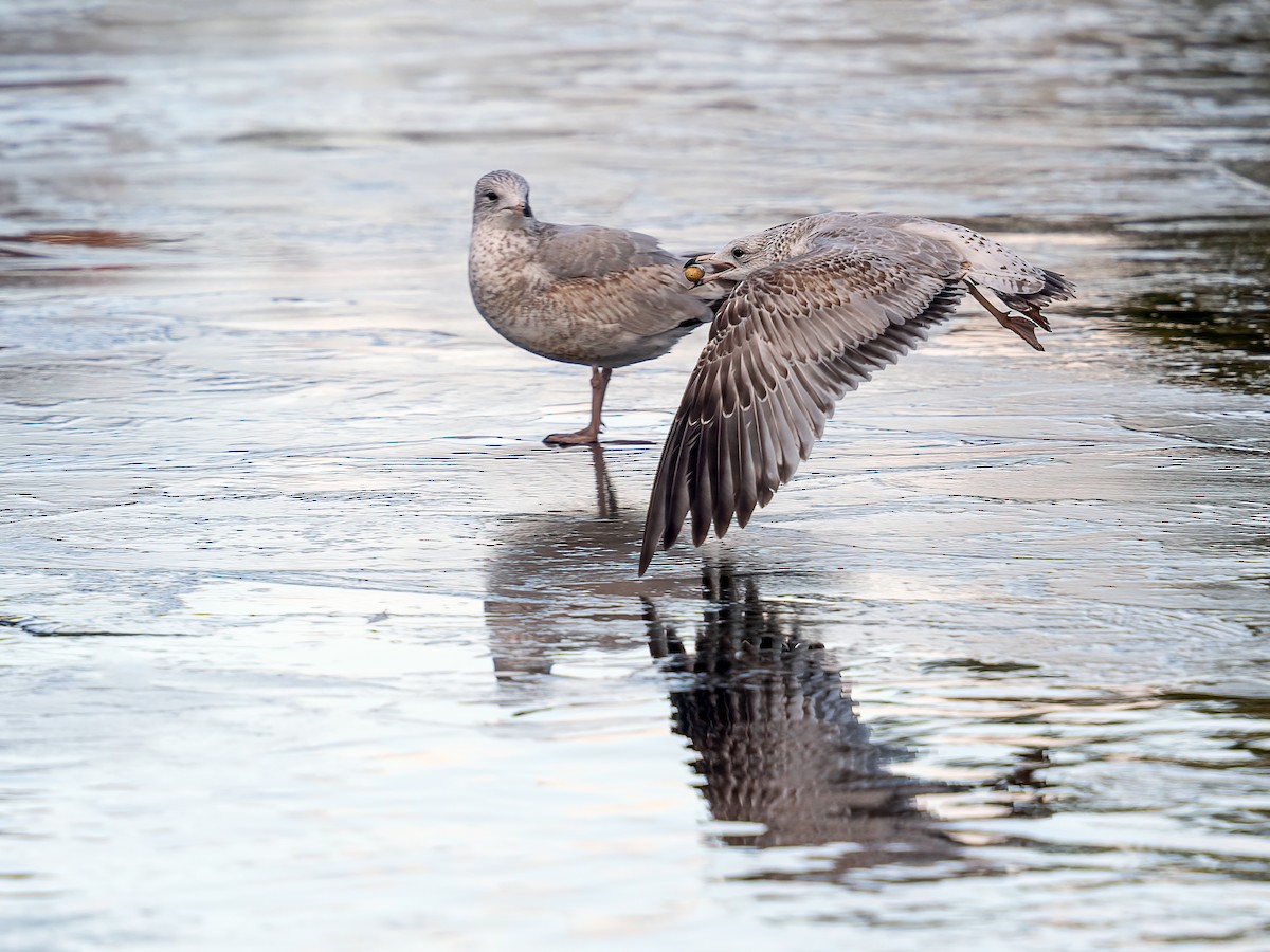 クロワカモメ - ML646028516