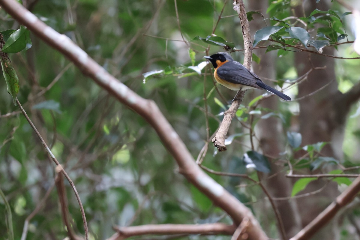 オーストラリアメンガタカササギビタキ - ML646028517