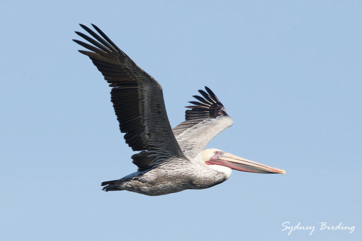 カッショクペリカン - ML646028518