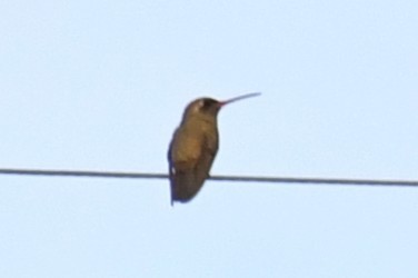 ブロンズアカハシハチドリ - ML646028520