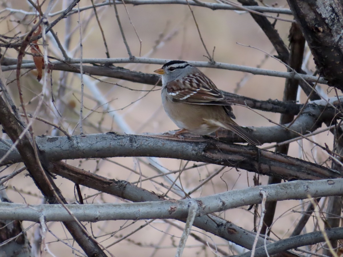 ミヤマシトド - ML646028521