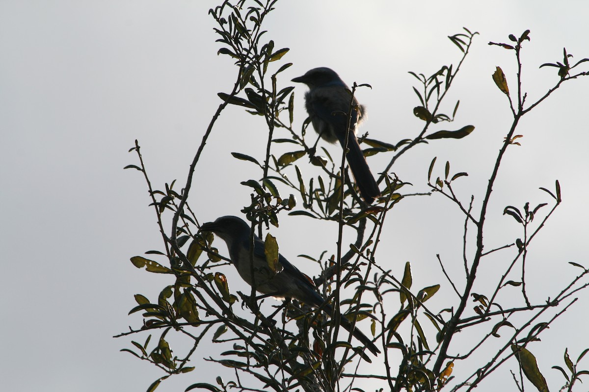 フロリダカケス - ML646028522