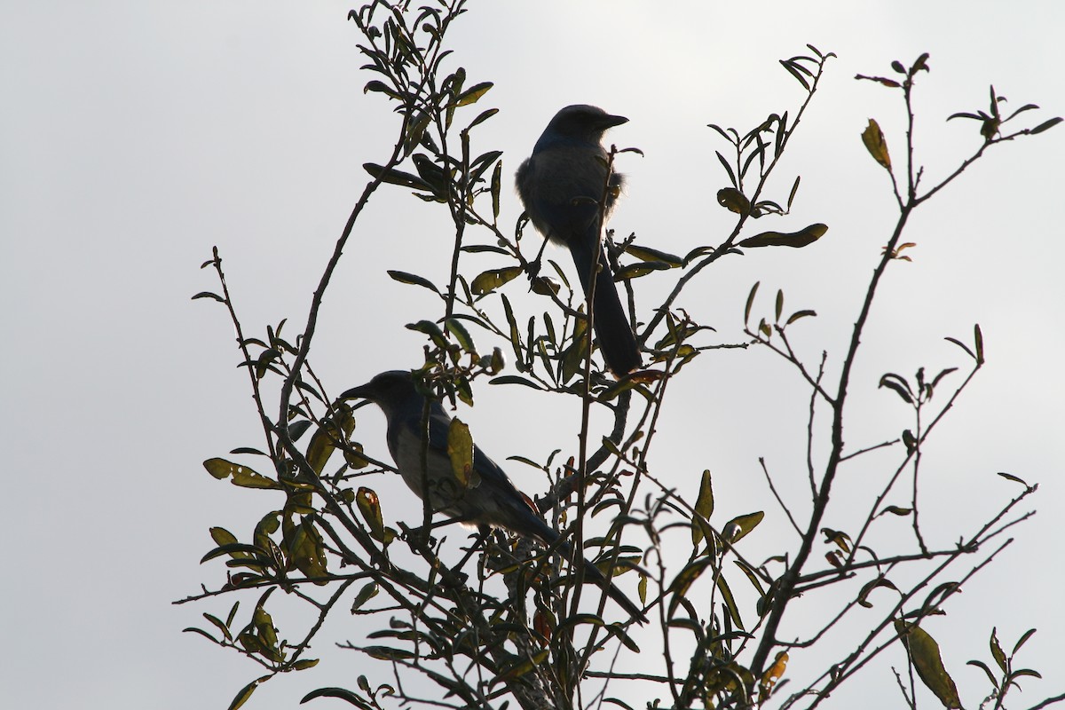 フロリダカケス - ML646028523