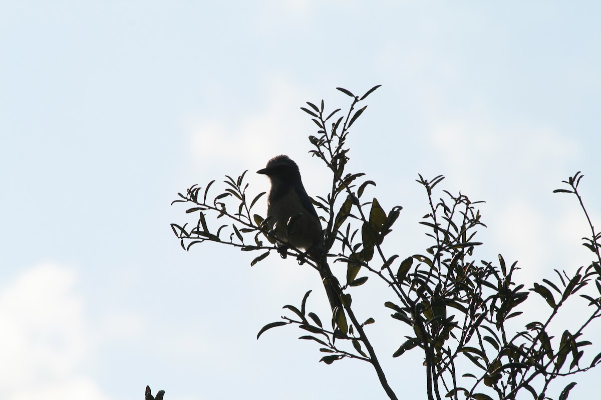 フロリダカケス - ML646028524