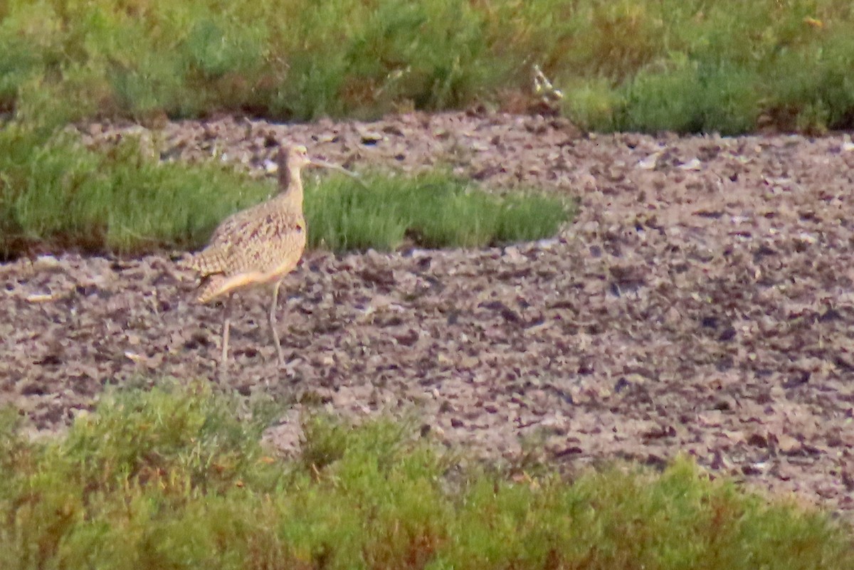 アメリカダイシャクシギ - ML646028525