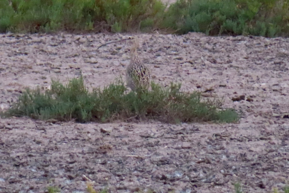 アメリカダイシャクシギ - ML646028526