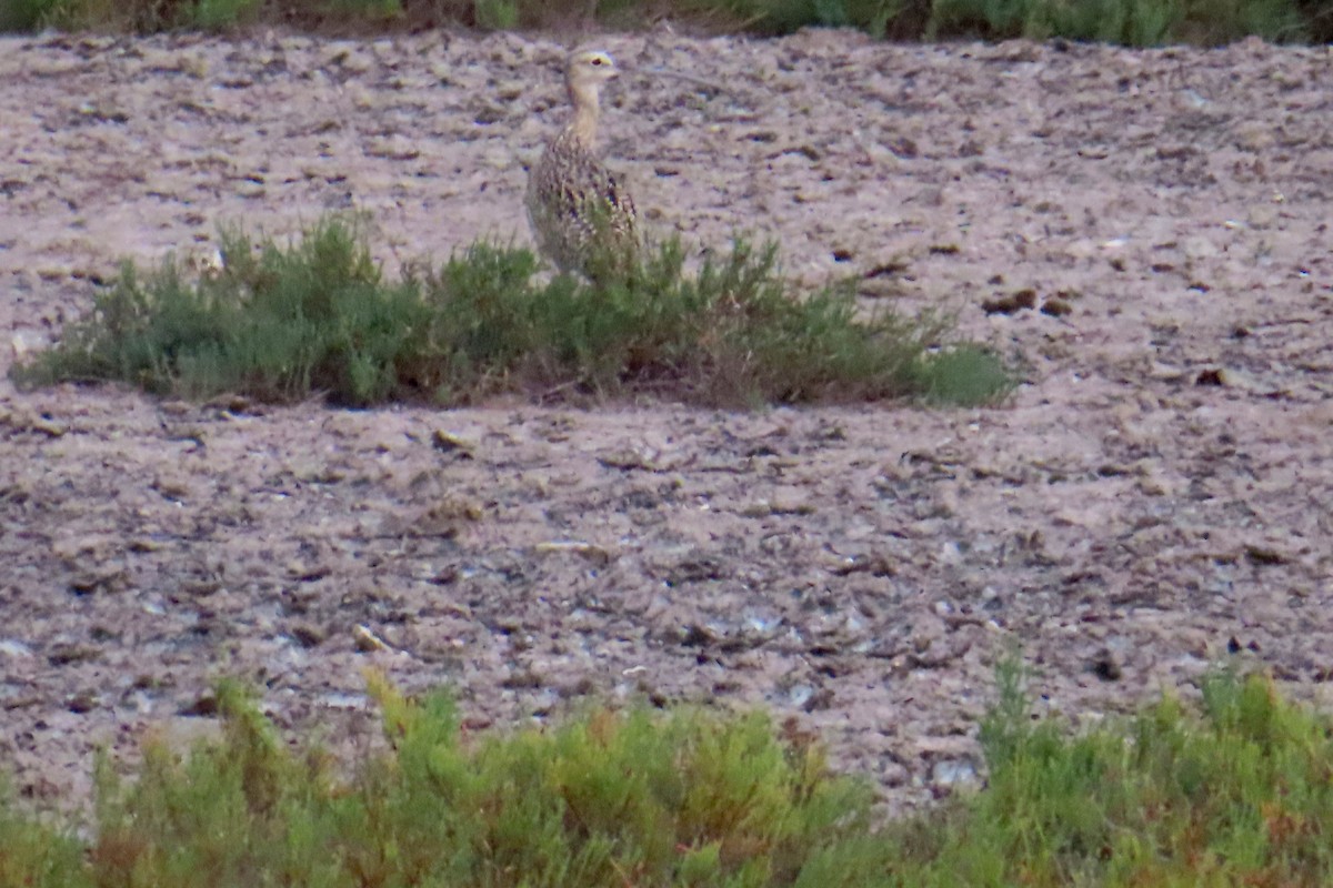 アメリカダイシャクシギ - ML646028527