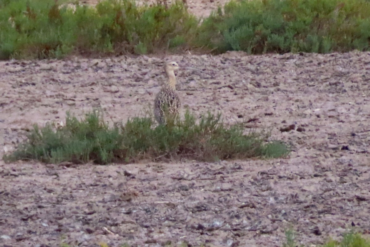 アメリカダイシャクシギ - ML646028528