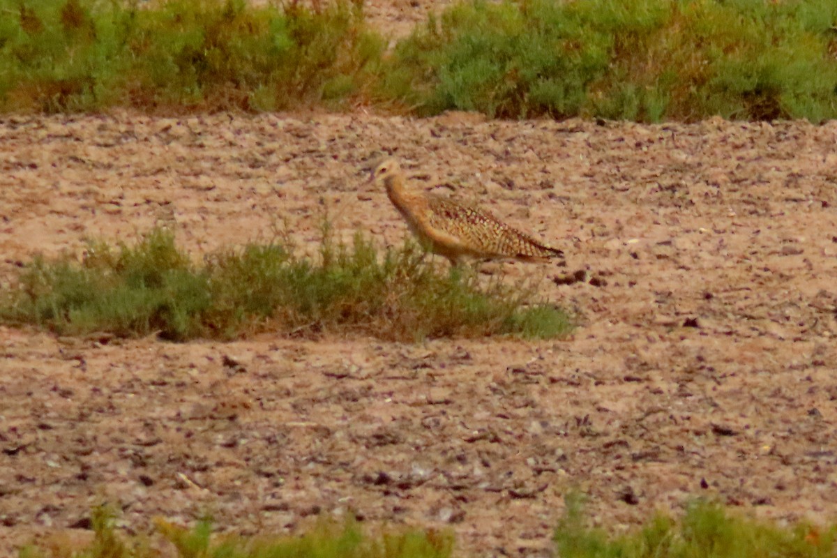 アメリカダイシャクシギ - ML646028529