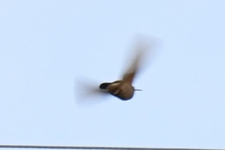 ブロンズアカハシハチドリ - ML646028530