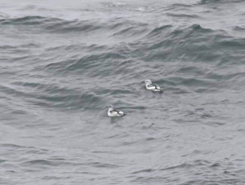 ハジロウミバト - ML646028531