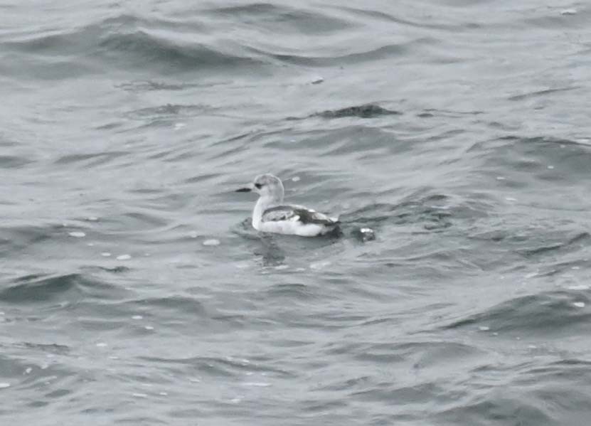 ハジロウミバト - ML646028532