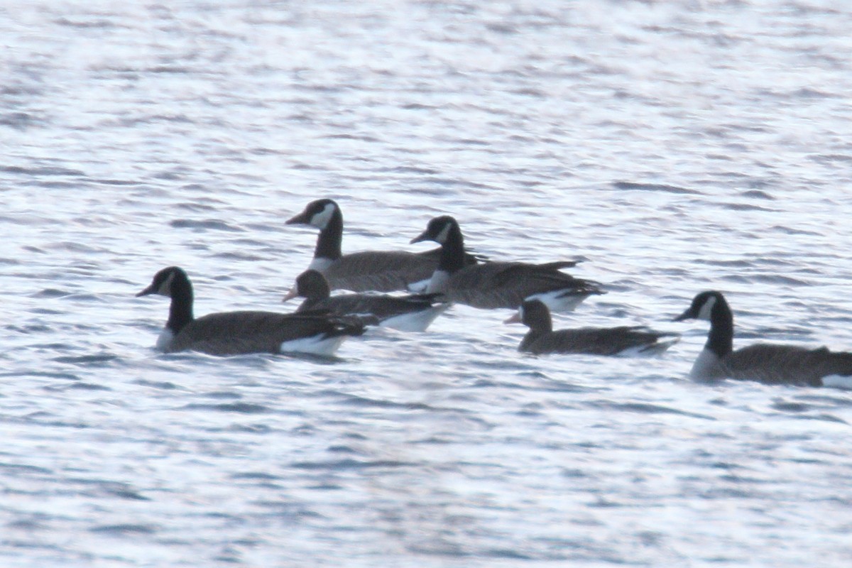 マガン - ML646028533