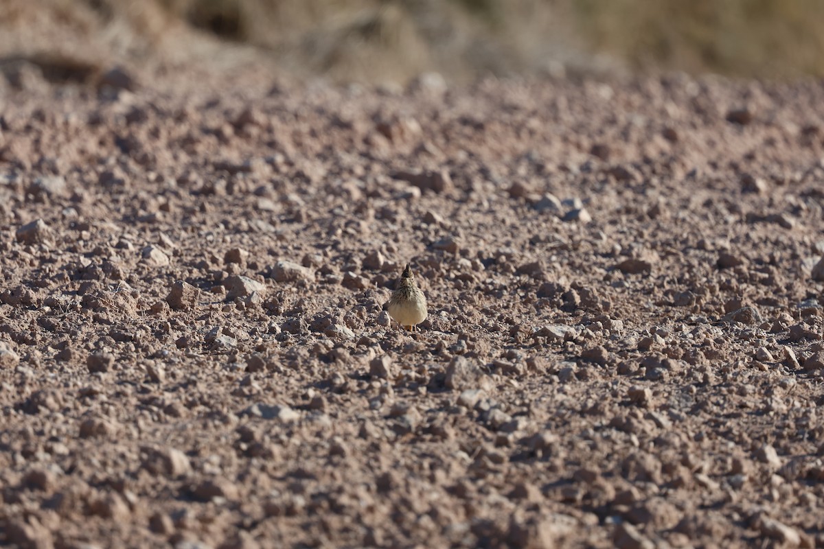 コバシカンムリヒバリ - ML646028534