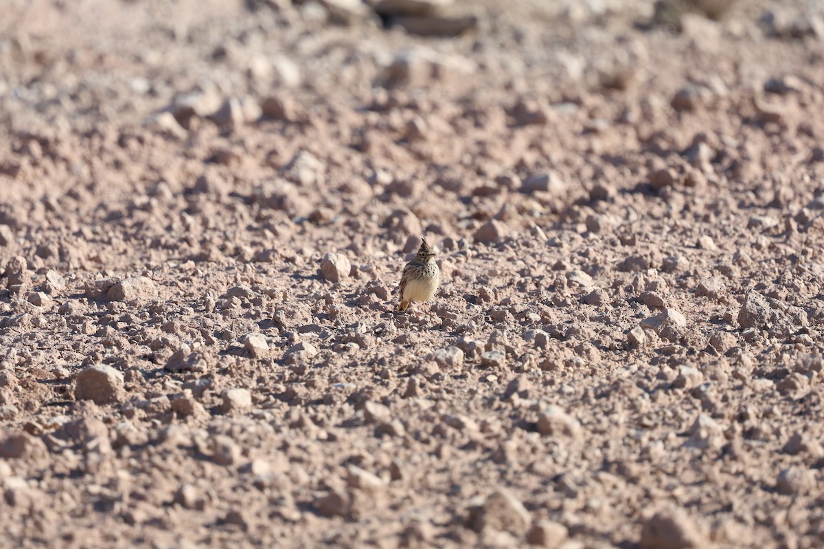 コバシカンムリヒバリ - ML646028535