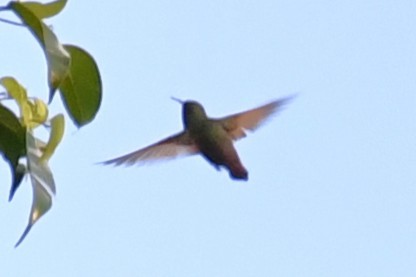 コウゲンエメラルドハチドリ - ML646028536