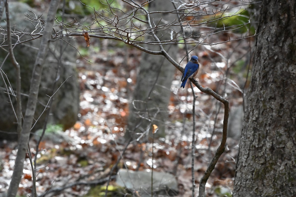 ルリツグミ - ML646028538