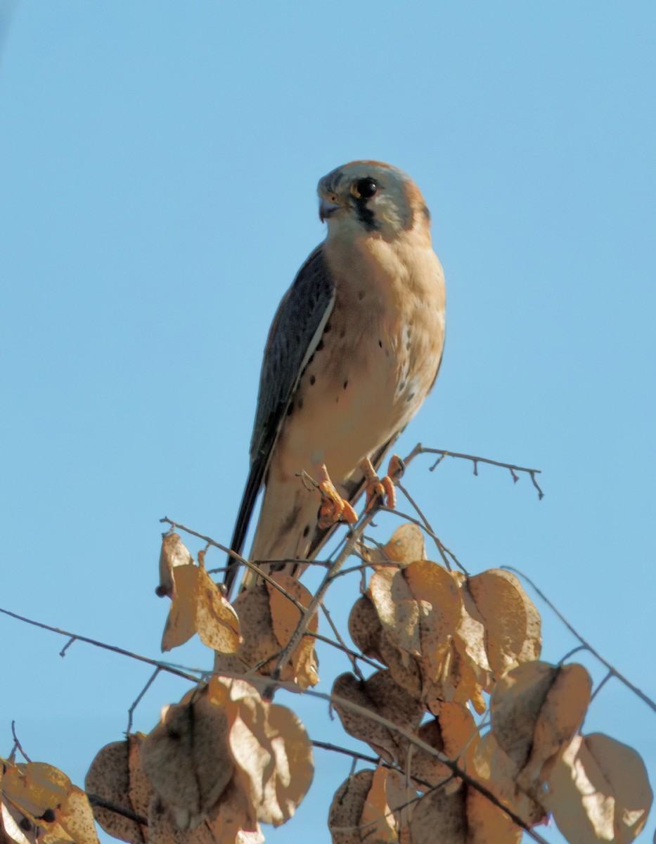 アメリカチョウゲンボウ - ML646028540