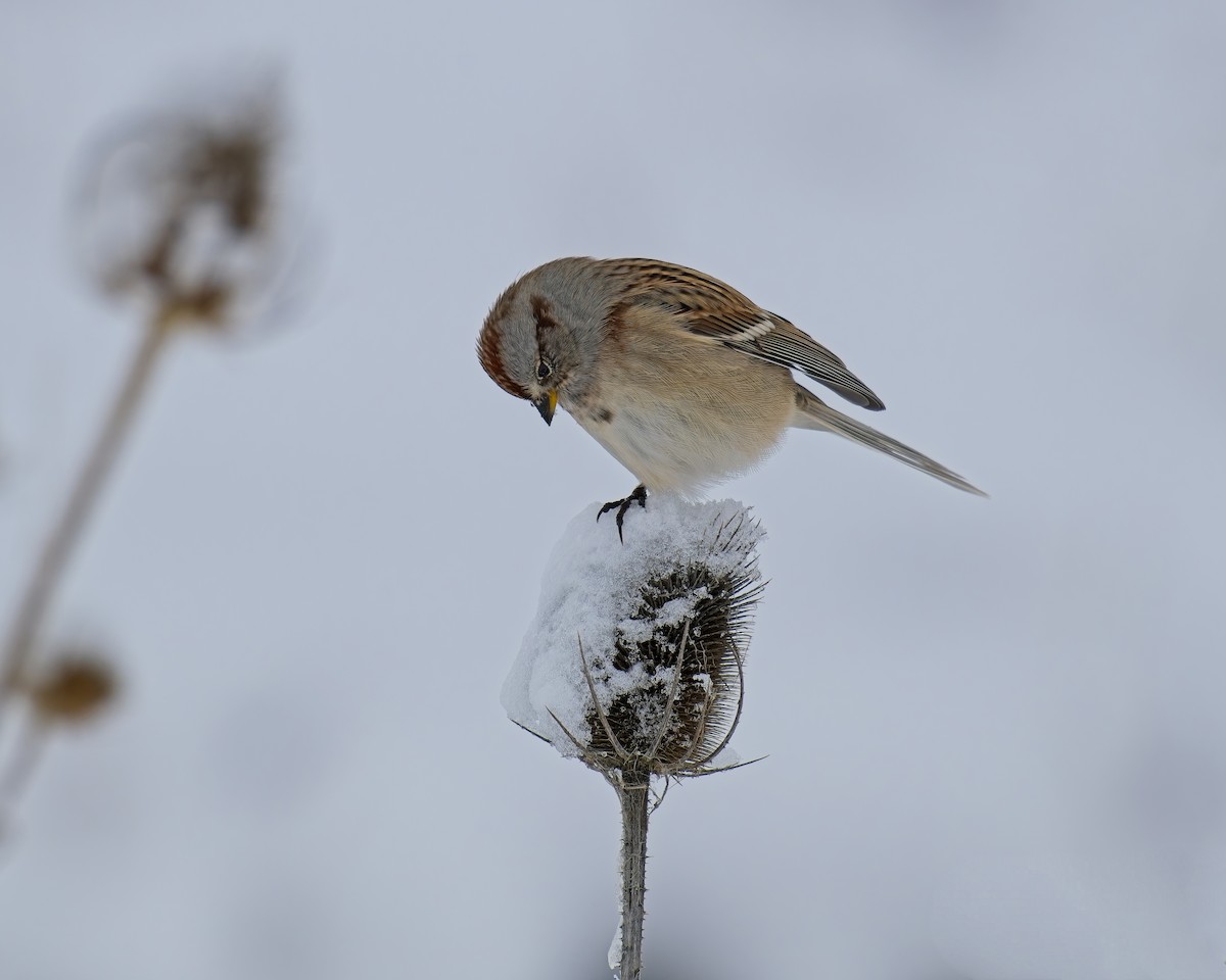 American Tree Sparrow - ML646028541