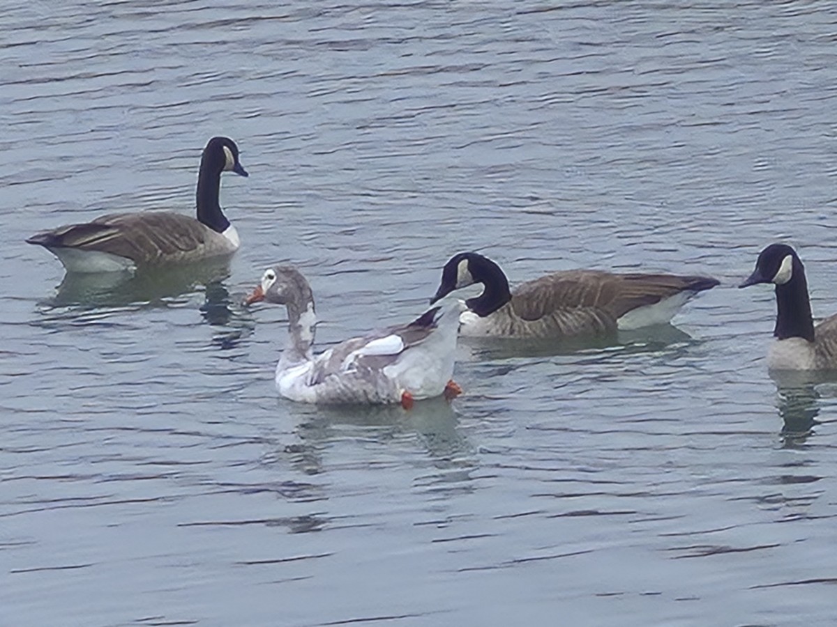 Domestic goose sp. (Domestic type) - ML646028542