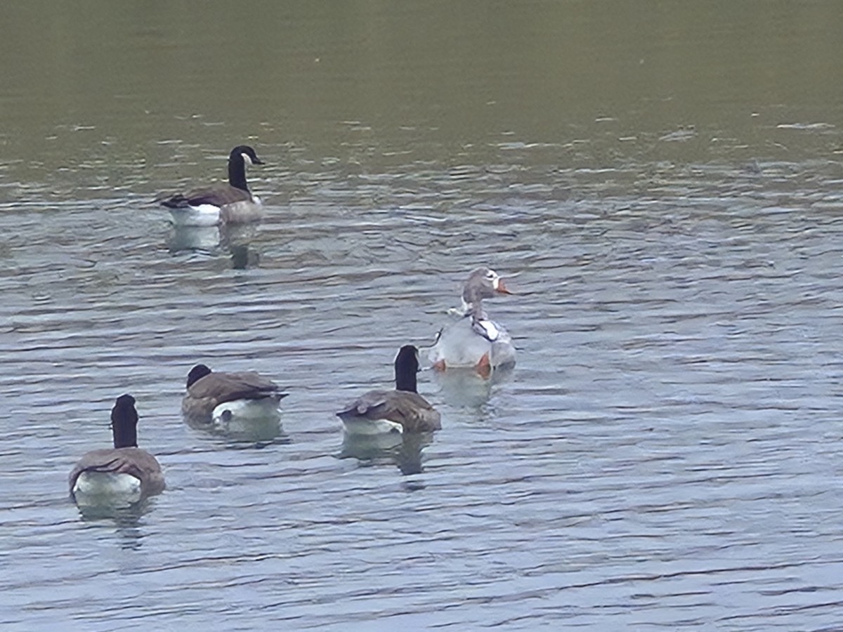 Domestic goose sp. (Domestic type) - ML646028543