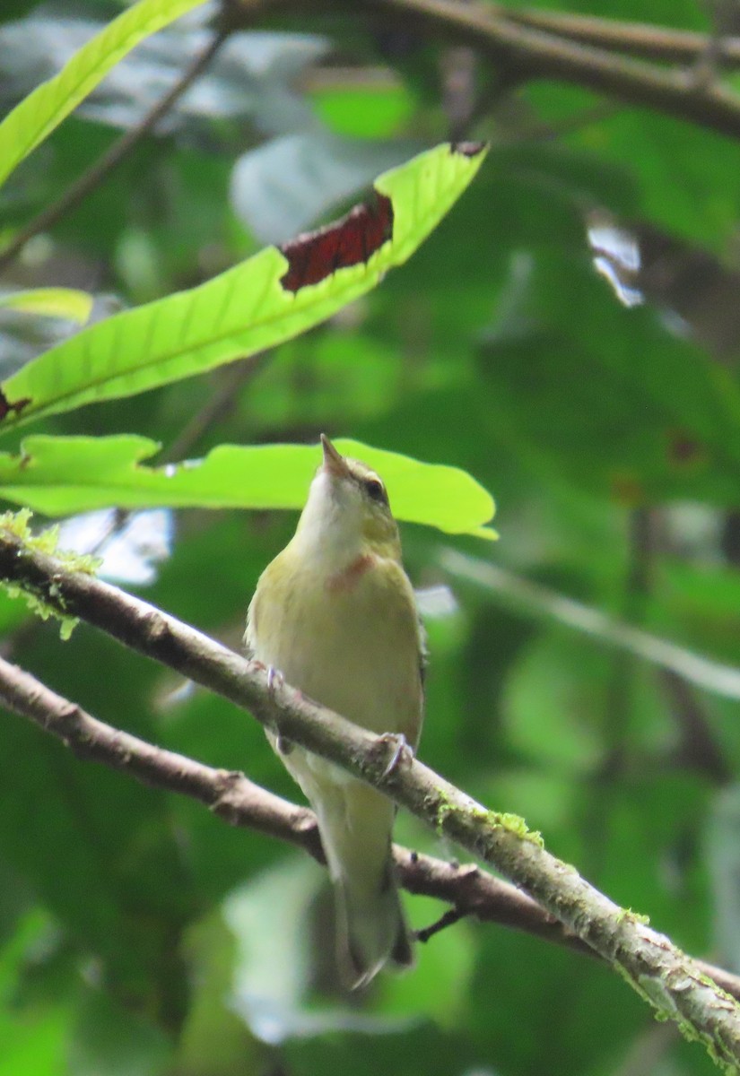 Пісняр-лісовик каштановий - ML646028545