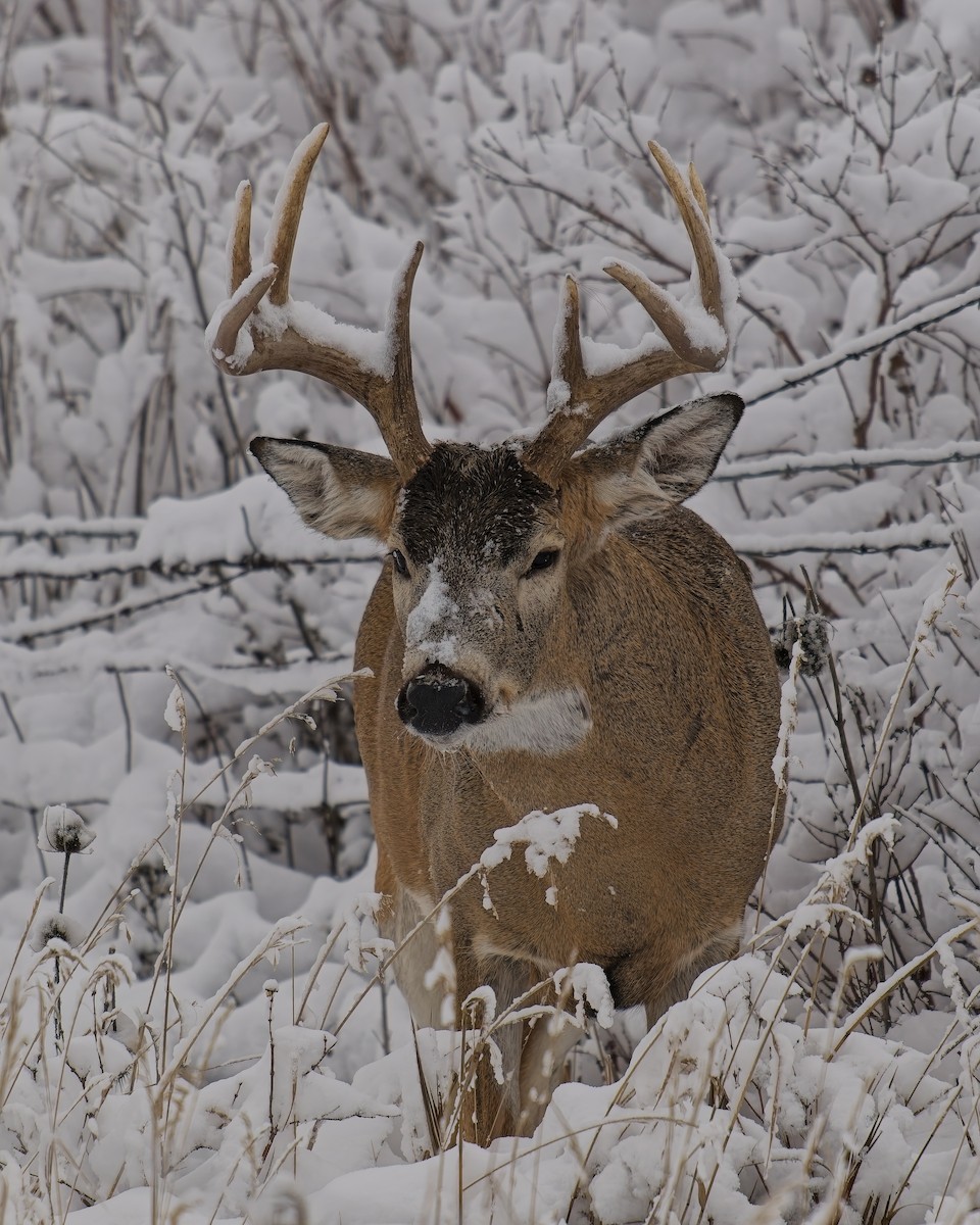 White-tailed Deer - ML646028547