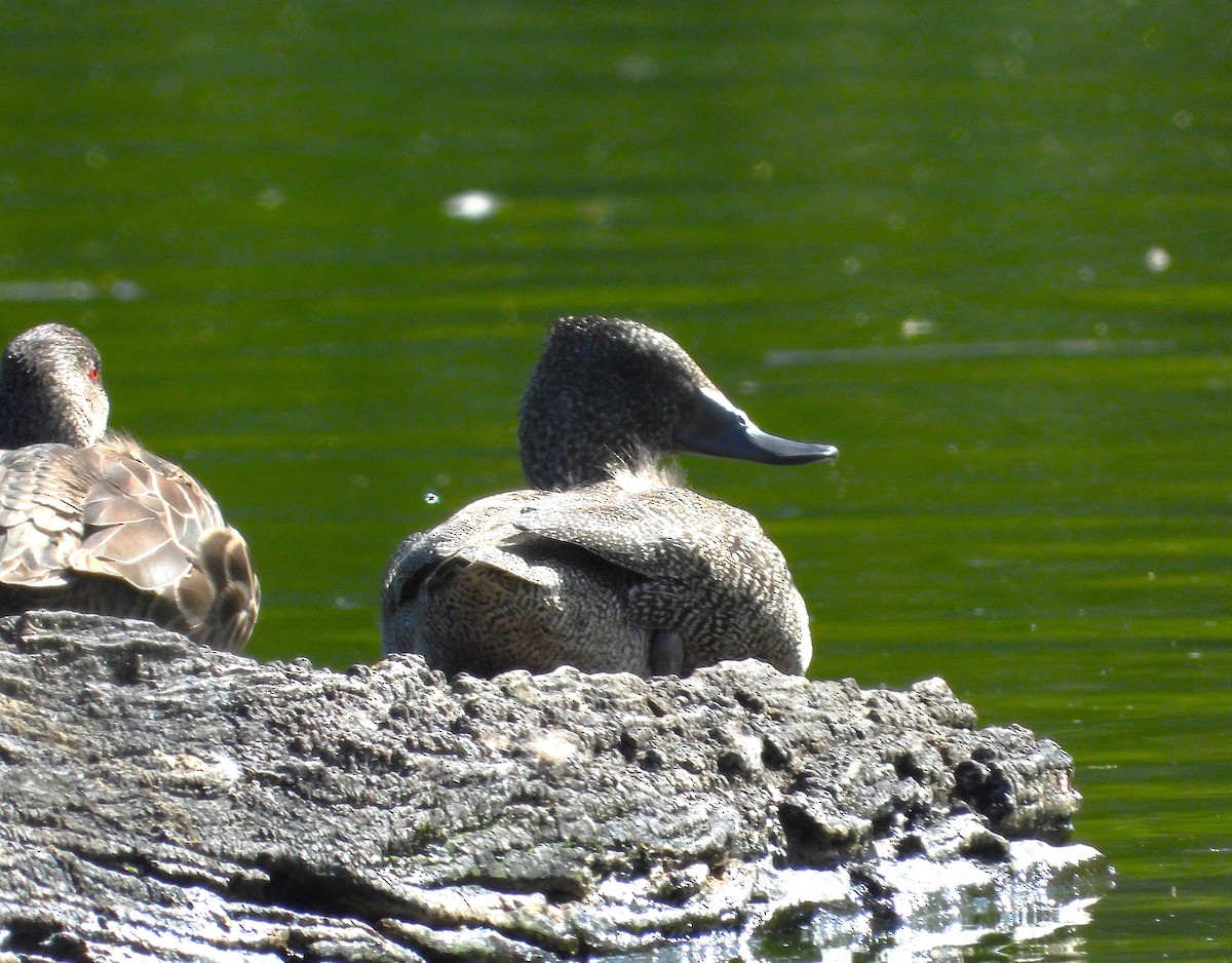 Freckled Duck - ML646028548