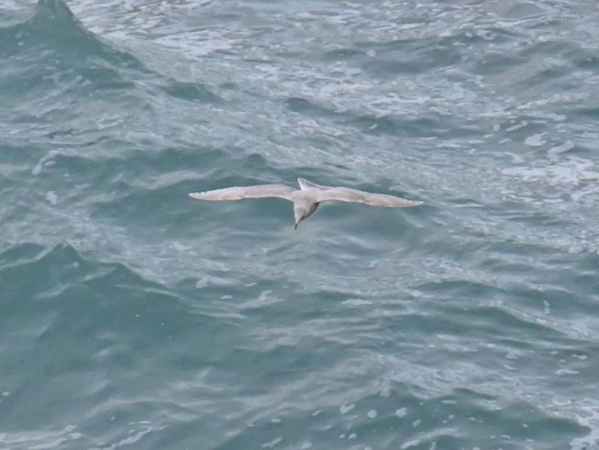 Kaio hegalzuria - ML646028549