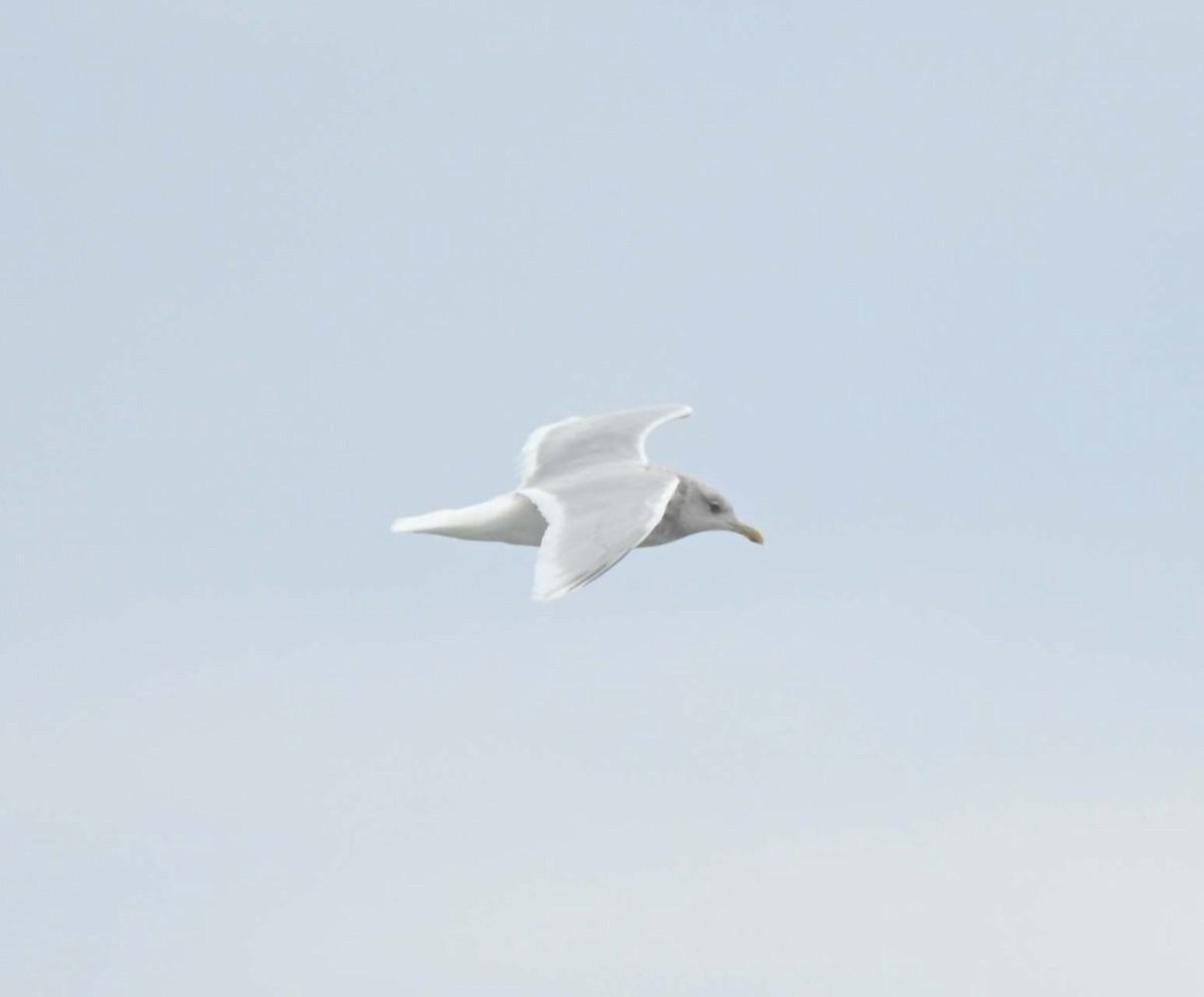 Kaio hegalzuria - ML646028550