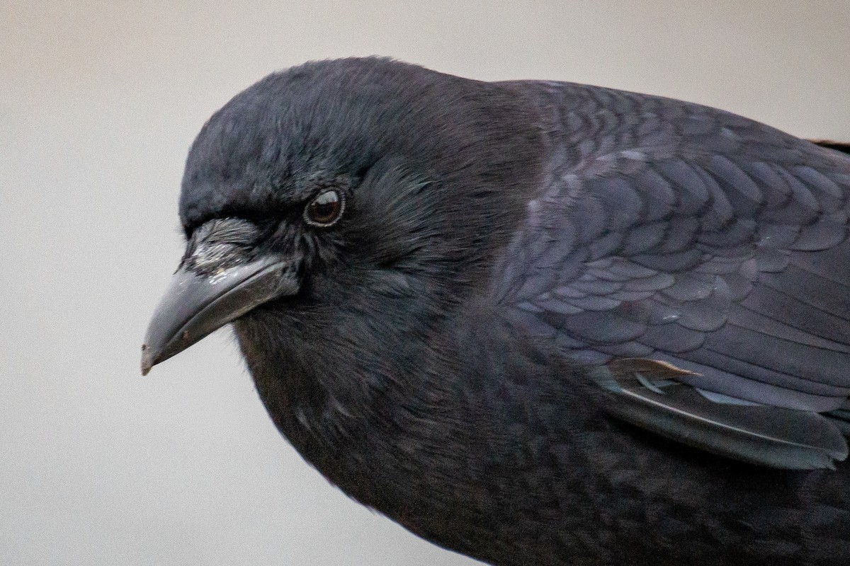 American Crow - ML646028558