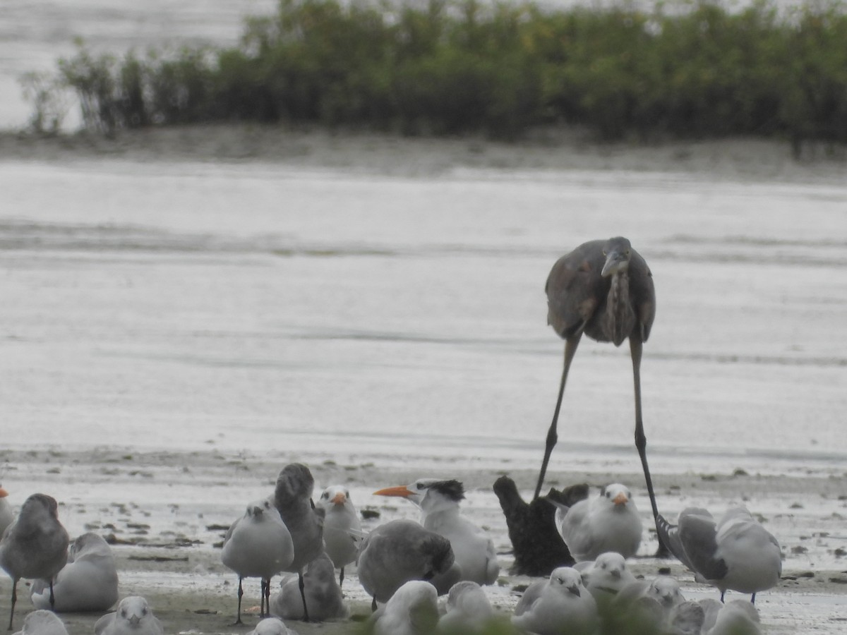 Royal Tern - ML646028561