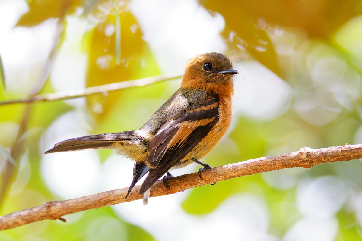 Cinnamon Flycatcher (Andean) - ML646028562