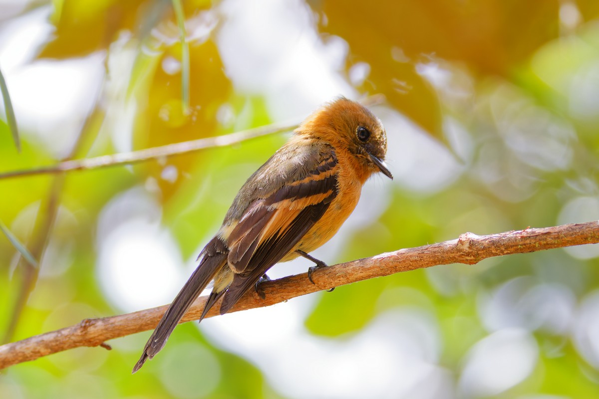Cinnamon Flycatcher (Andean) - ML646028563