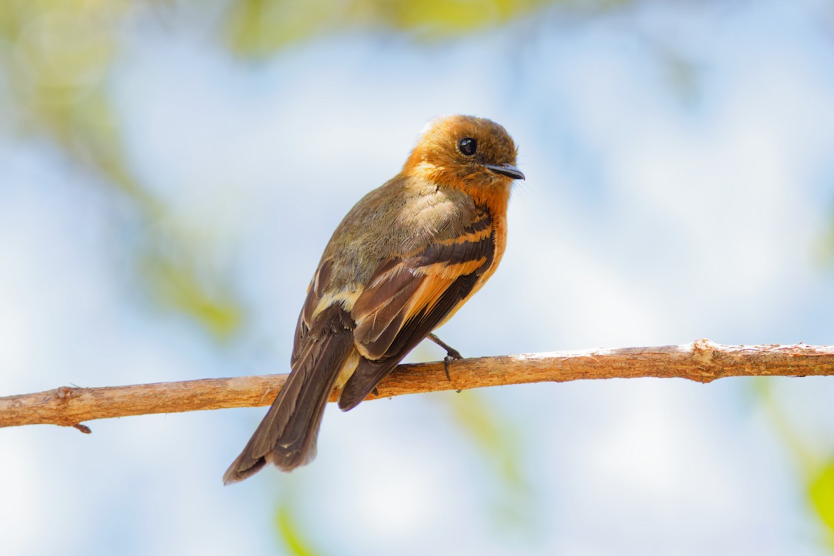 Cinnamon Flycatcher (Andean) - ML646028564