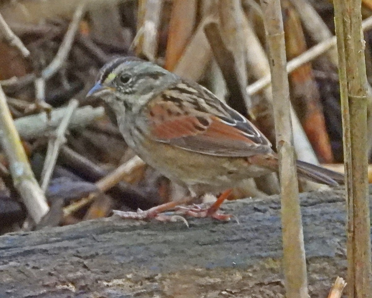 Chingolo Pantanero - ML646028565