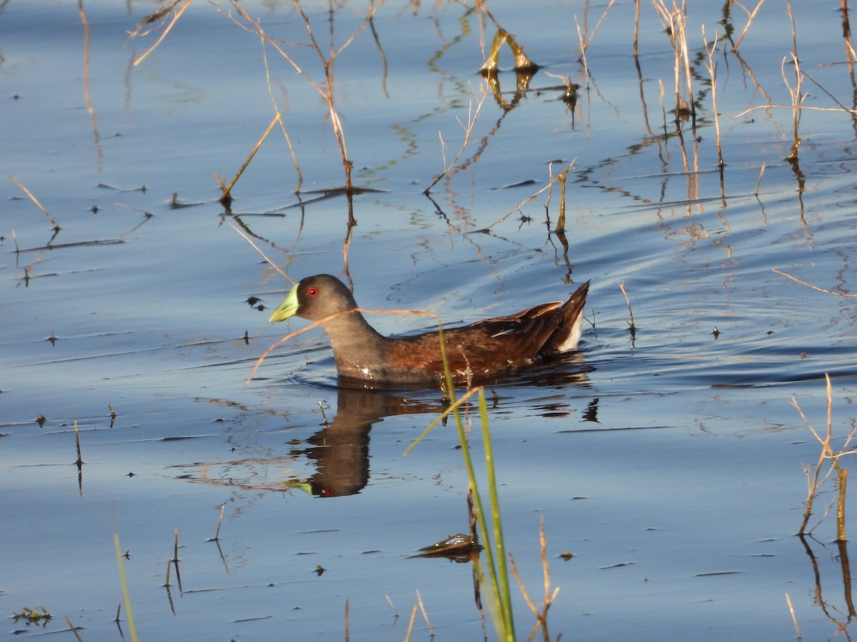 Spot-flanked Gallinule - ML646028566
