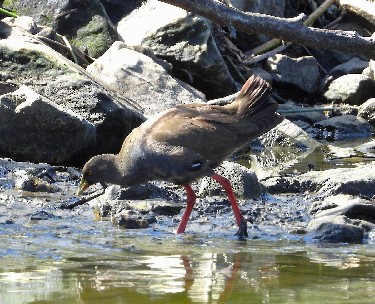 Black-tailed Nativehen - ML646028569