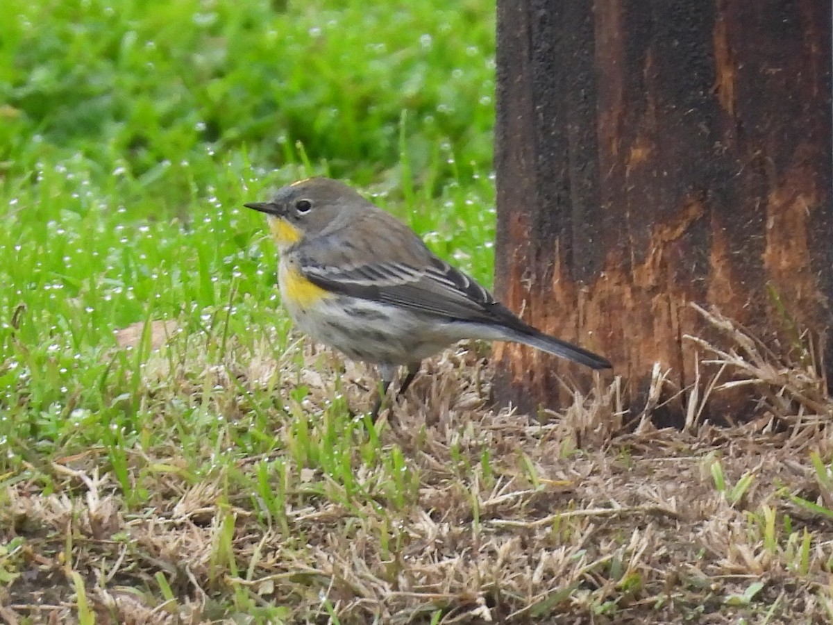 Пісняр-лісовик жовтогузий - ML646028571
